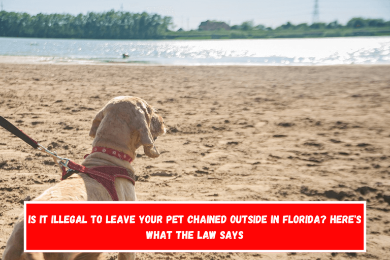 Is It Illegal to Leave Your Pet Chained Outside in Florida? Here’s What the Law Says