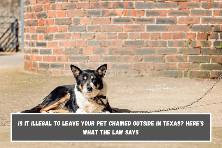 Is It Illegal to Leave Your Pet Chained Outside in Texas? Here’s What the Law Says