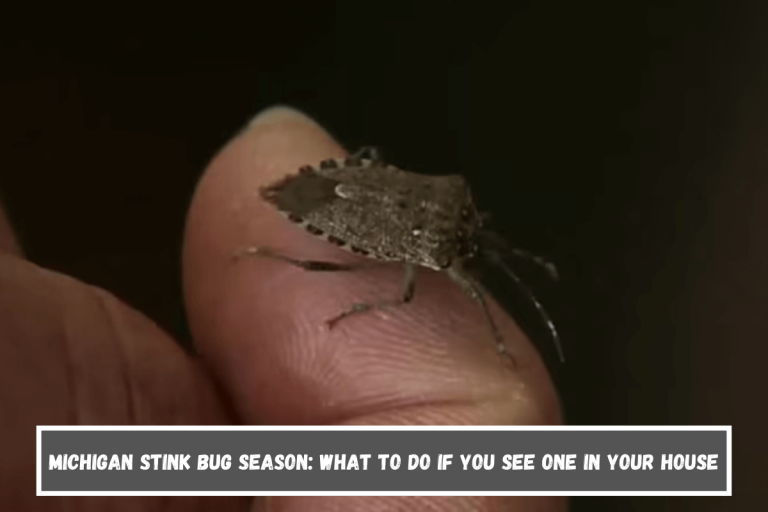 Michigan stink bug season: What to do if you see one in your house