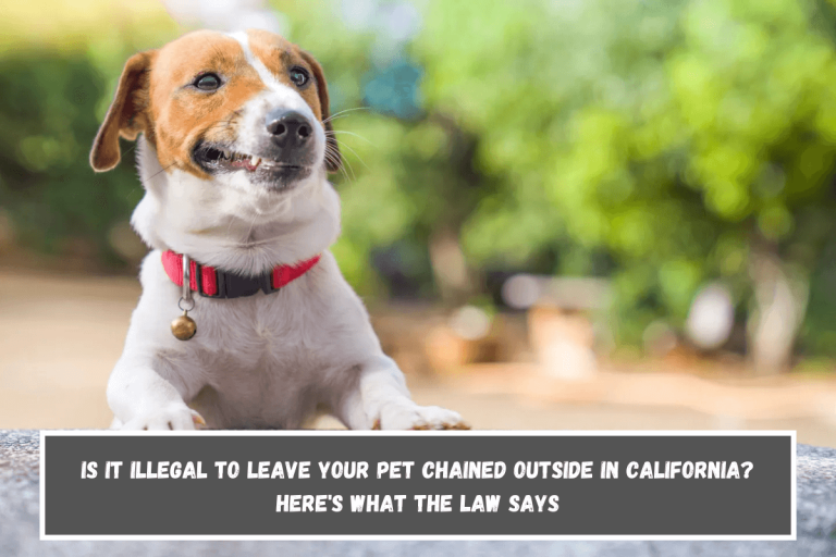 Is It Illegal to Leave Your Pet Chained Outside in California? Here’s What the Law Says