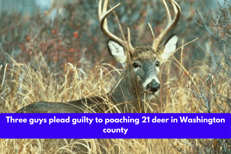 Three guys plead guilty to poaching 21 deer in Washington county