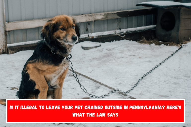 Is It Illegal to Leave Your Pet Chained Outside in Pennsylvania? Here’s What the Law Says