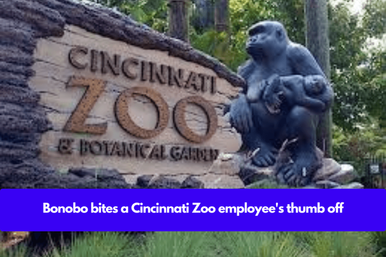 Bonobo bites a Cincinnati Zoo employee’s thumb off