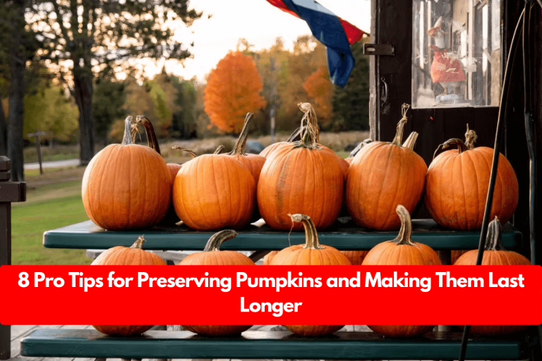 8 Pro Tips for Preserving Pumpkins and Making Them Last Longer