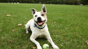 Escaped Dog Found Safe in Rockland County After Community Search Effort