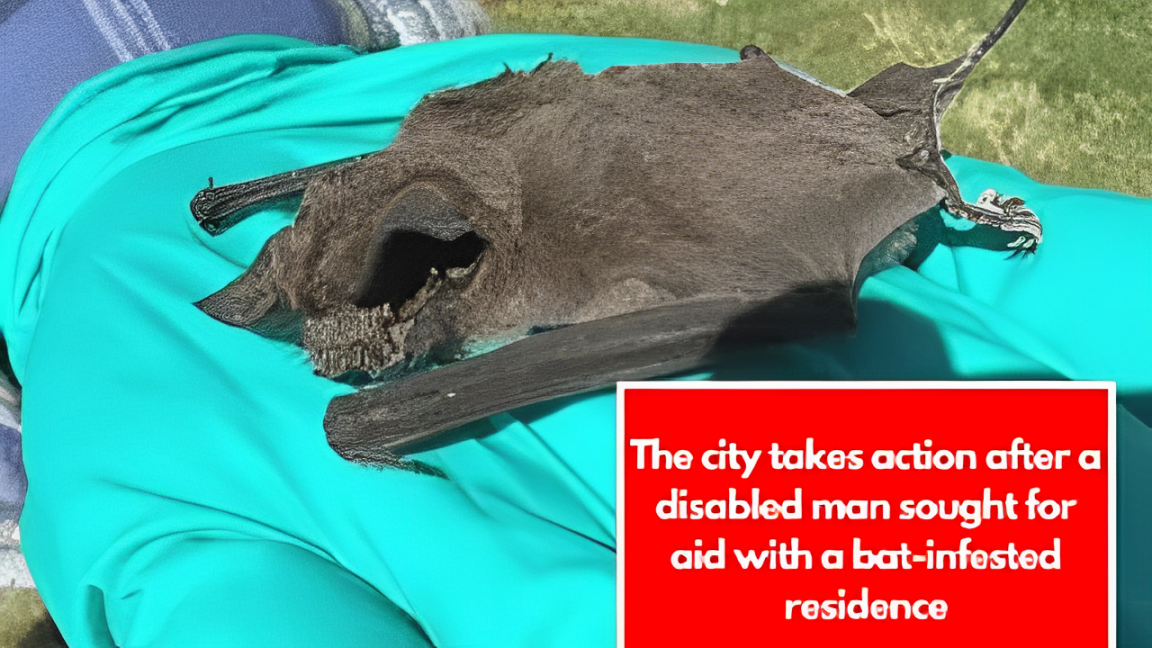 The city takes action after a disabled man sought for aid with a bat-infested residence