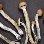 US Customs Seize 10 Kilos of Magic Mushrooms Worth $165,000 at Buffalo Border!