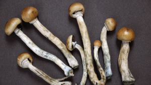 US Customs Seize 10 Kilos of Magic Mushrooms Worth $165,000 at Buffalo Border!