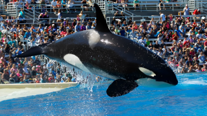 Orca Shocks SeaWorld Audience with Unbelievable Poop Splash!