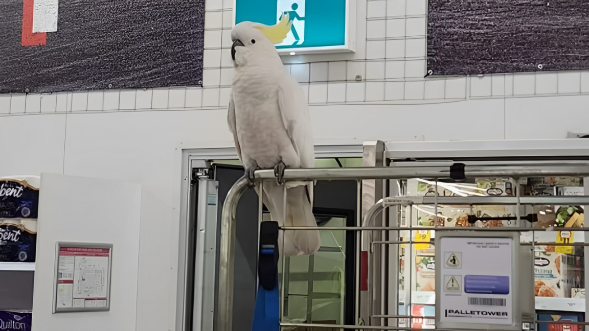 Heartwarming Rescue: Cockatoo Trapped in Sydney Supermarket for Four Weeks Finally Freed!