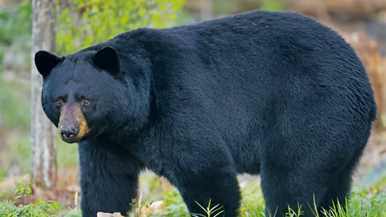 Shocking Bear Attack: Colorado Man Fends Off Black Bear and Cubs in His Own Home!