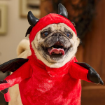 Spooky Halloween Threats That Could Harm Your Pets and Local Wildlife!