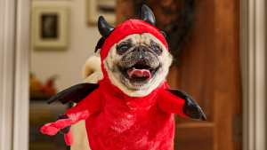 Spooky Halloween Threats That Could Harm Your Pets and Local Wildlife!