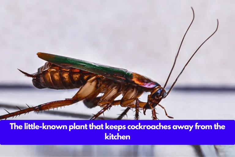 The little-known plant that keeps cockroaches away from the kitchen