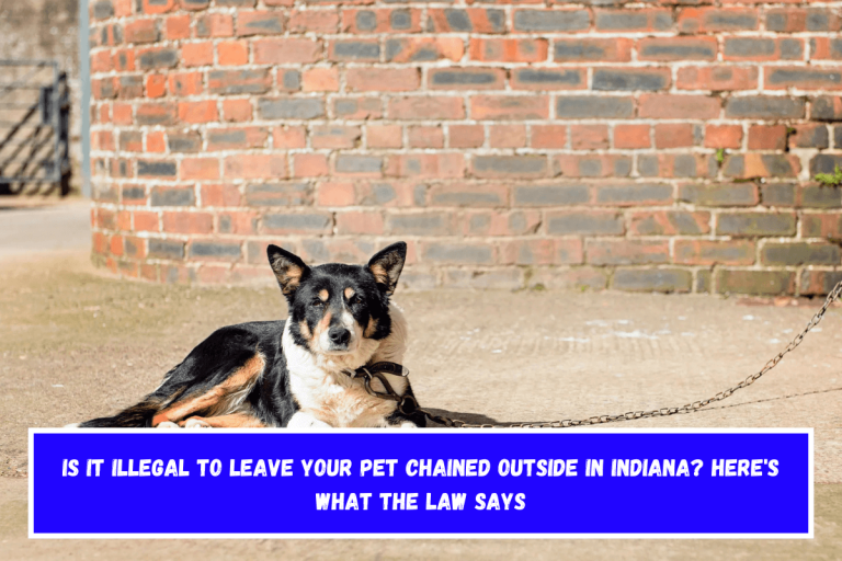 Is It Illegal to Leave Your Pet Chained Outside in Indiana? Here’s What the Law Says