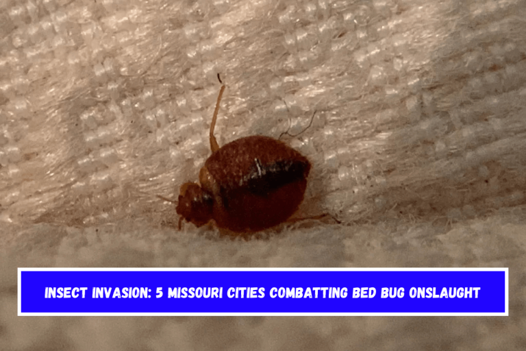 Insect Invasion: 5 Missouri Cities Combatting Bed Bug Onslaught