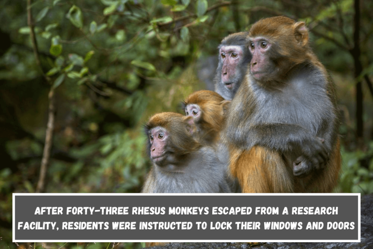 After forty-three rhesus monkeys escaped from a research facility, residents were instructed to lock their windows and doors