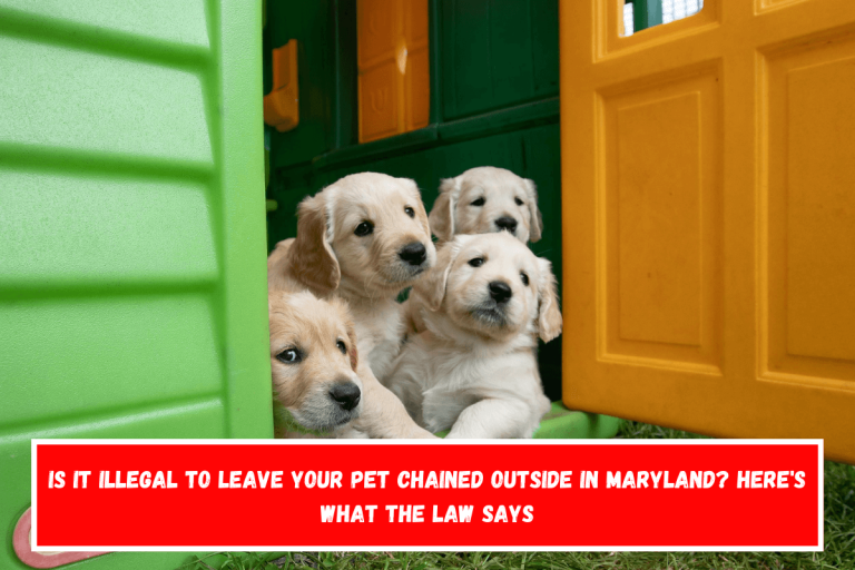 Is It Illegal to Leave Your Pet Chained Outside in Maryland? Here’s What the Law Says