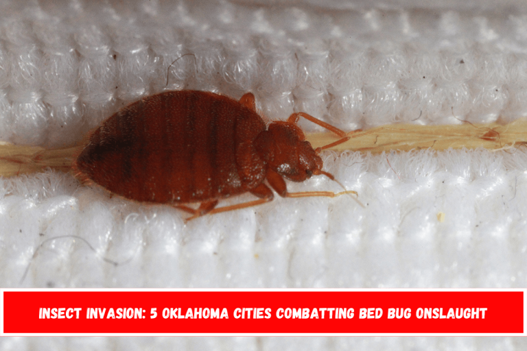 Insect Invasion: 5 Oklahoma Cities Combatting Bed Bug Onslaught