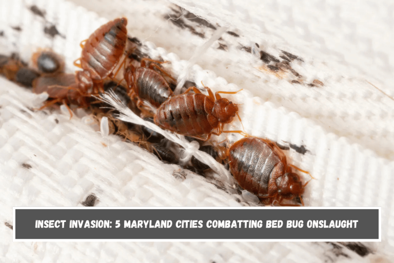 Insect Invasion: 5 Maryland Cities Combatting Bed Bug Onslaught