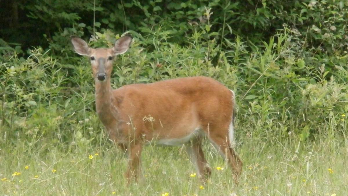 Chronic Wasting Disease Confirmed in Upstate New York After 19 Years