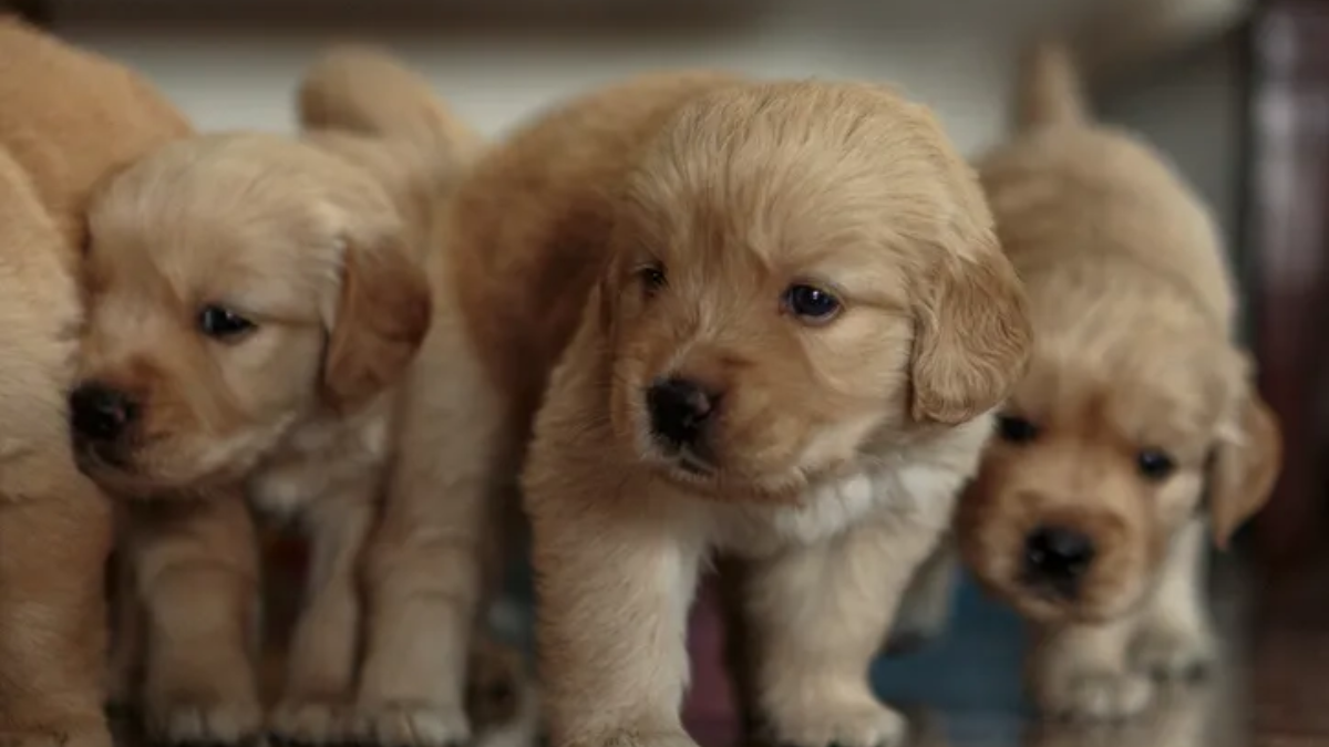 Puppy Therapy on Election Day: A Calming Experience in Texas